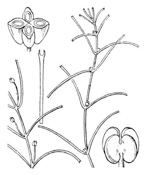 Callitriche troncata 3