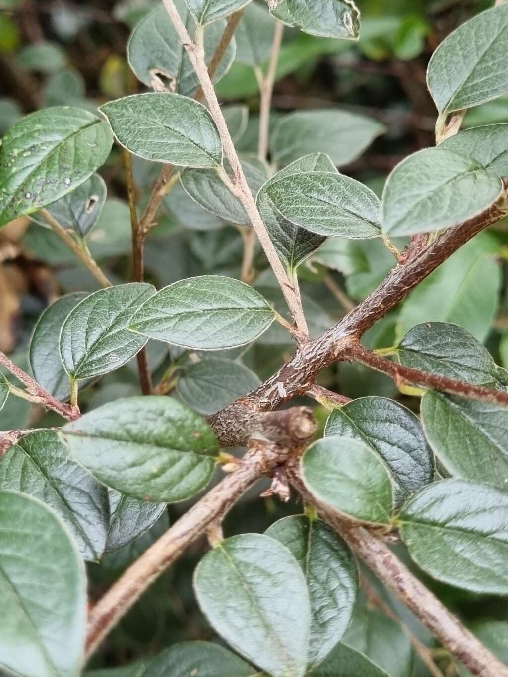 Cotoneaster di Franchet 24