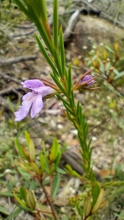 Hemigenia purpurea 2