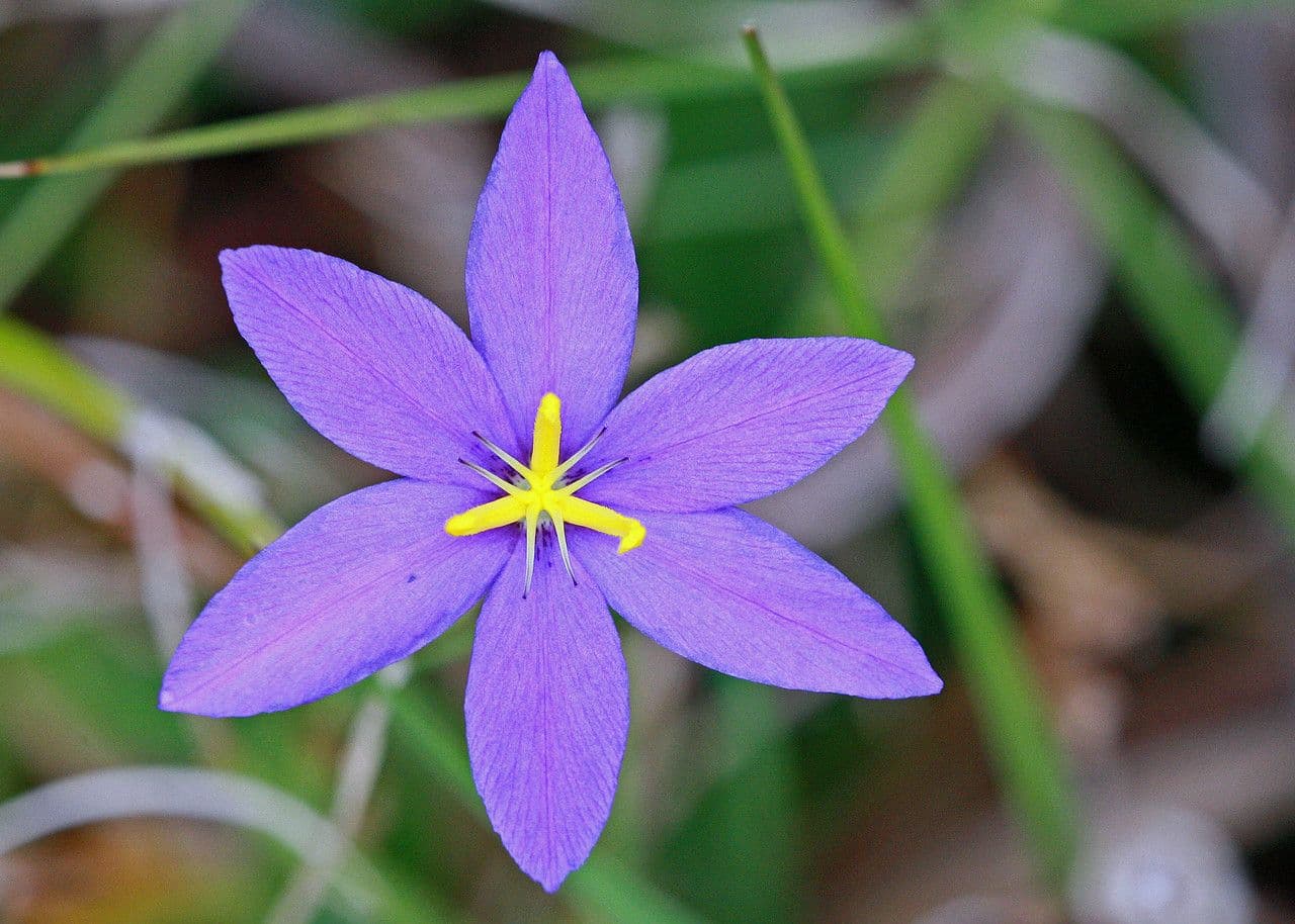 Nemastylis della Florida 3