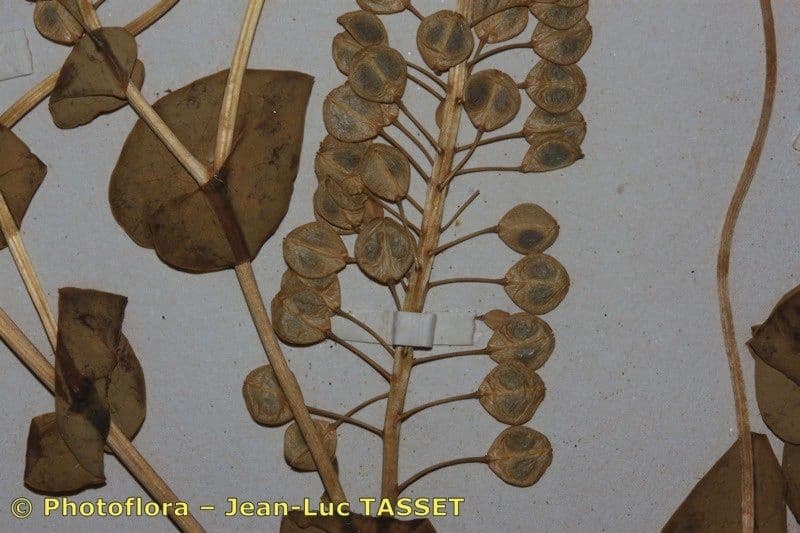 Lepidium perfoliatum 22