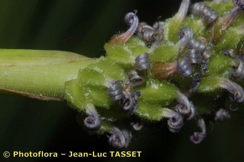 Pontederia