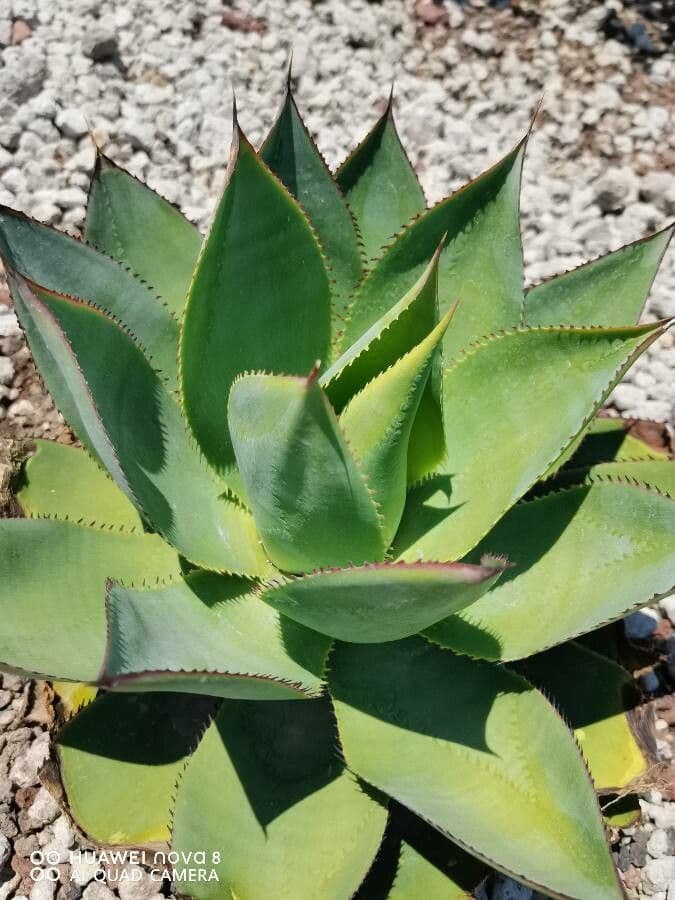 Agave 4