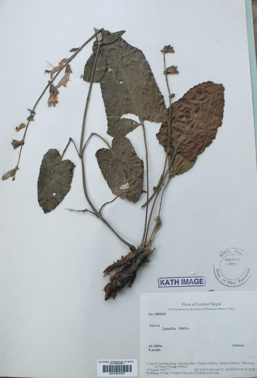 Salvia 10