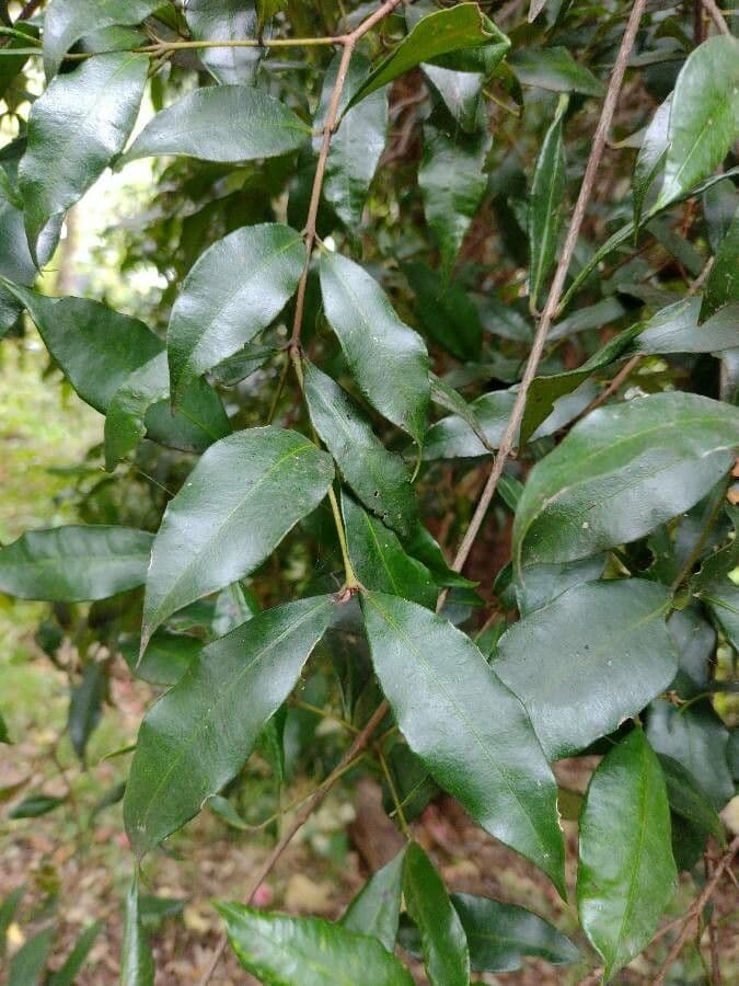 Syzygium 13