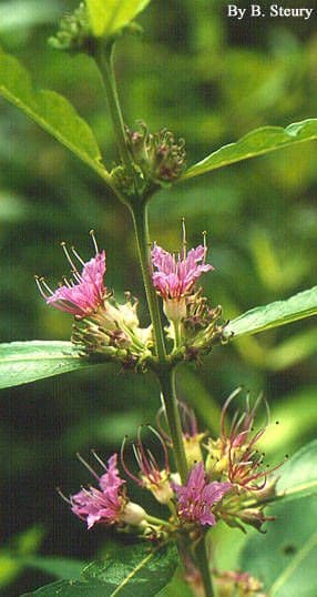 Decodon verticillato 4