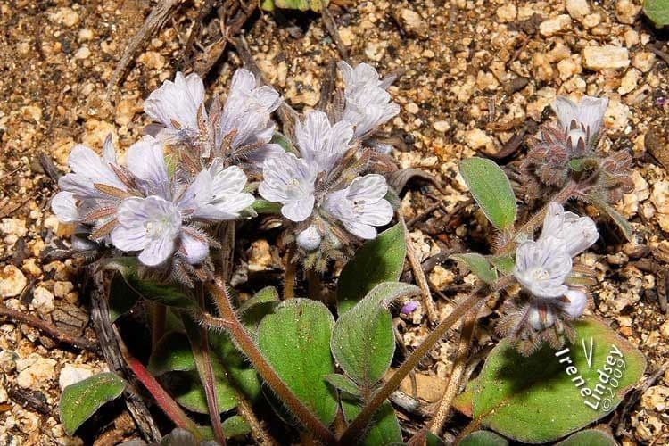 Phacelia 6