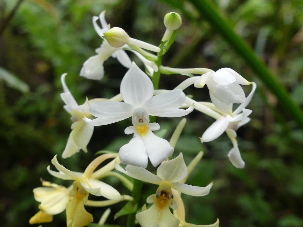 Calanthe silvatica 7