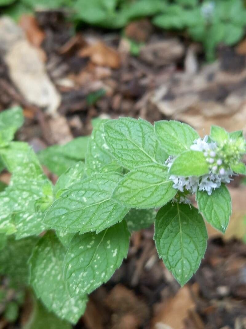 Menta canadese 3