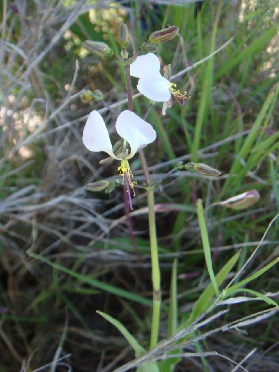Aneilema 3