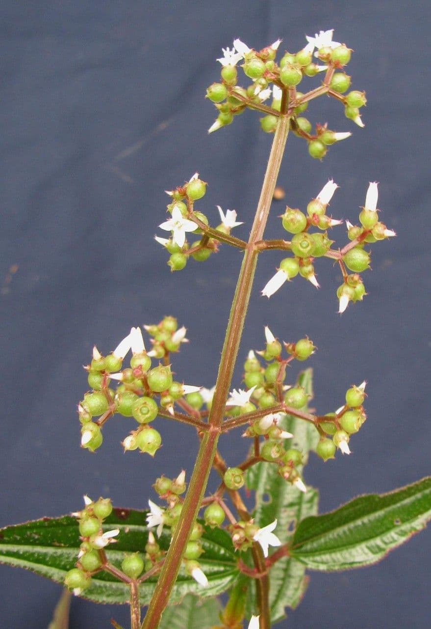 Aciotis purpurascens 12