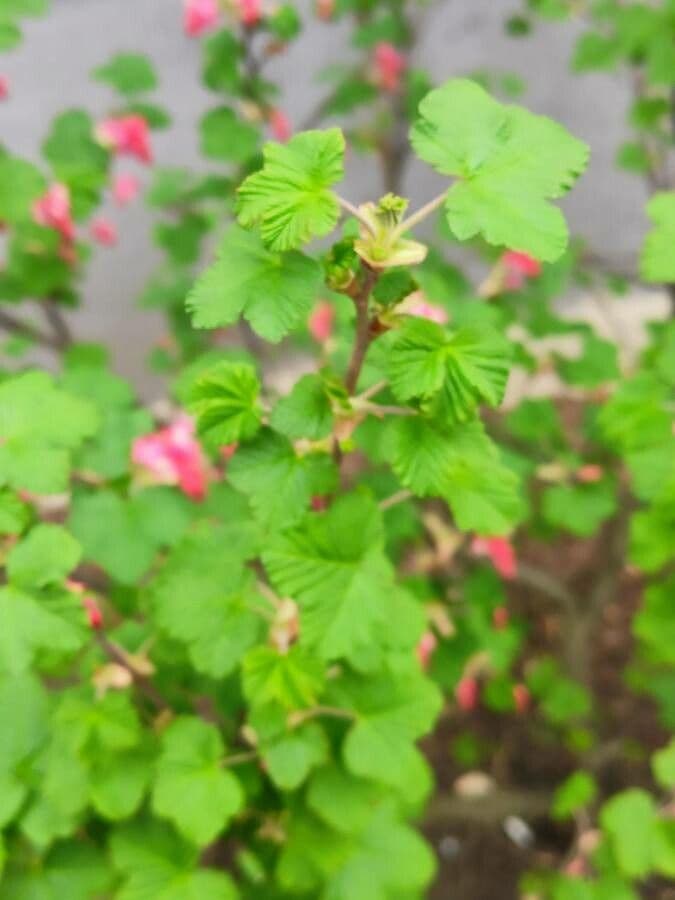 Ribes a fiori 16