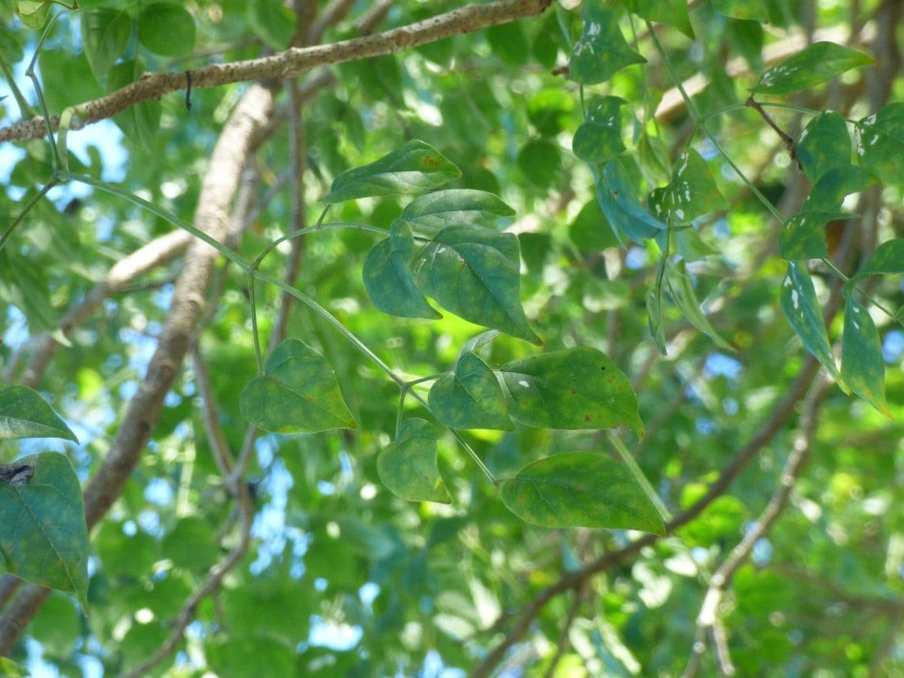 Millingtonia 10