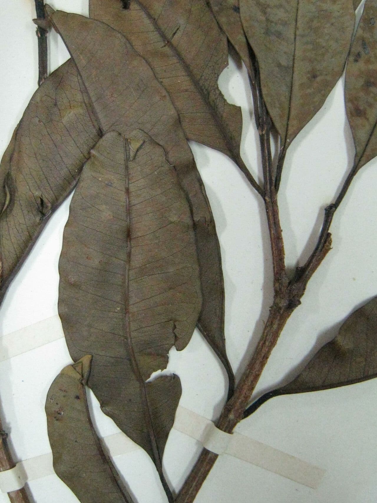 Vochysia