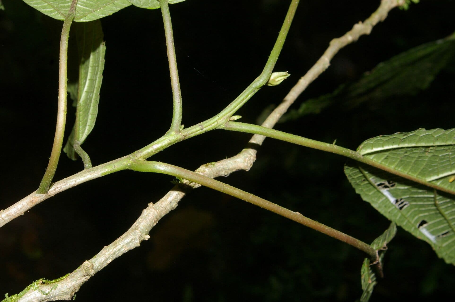 Urera simplex 20