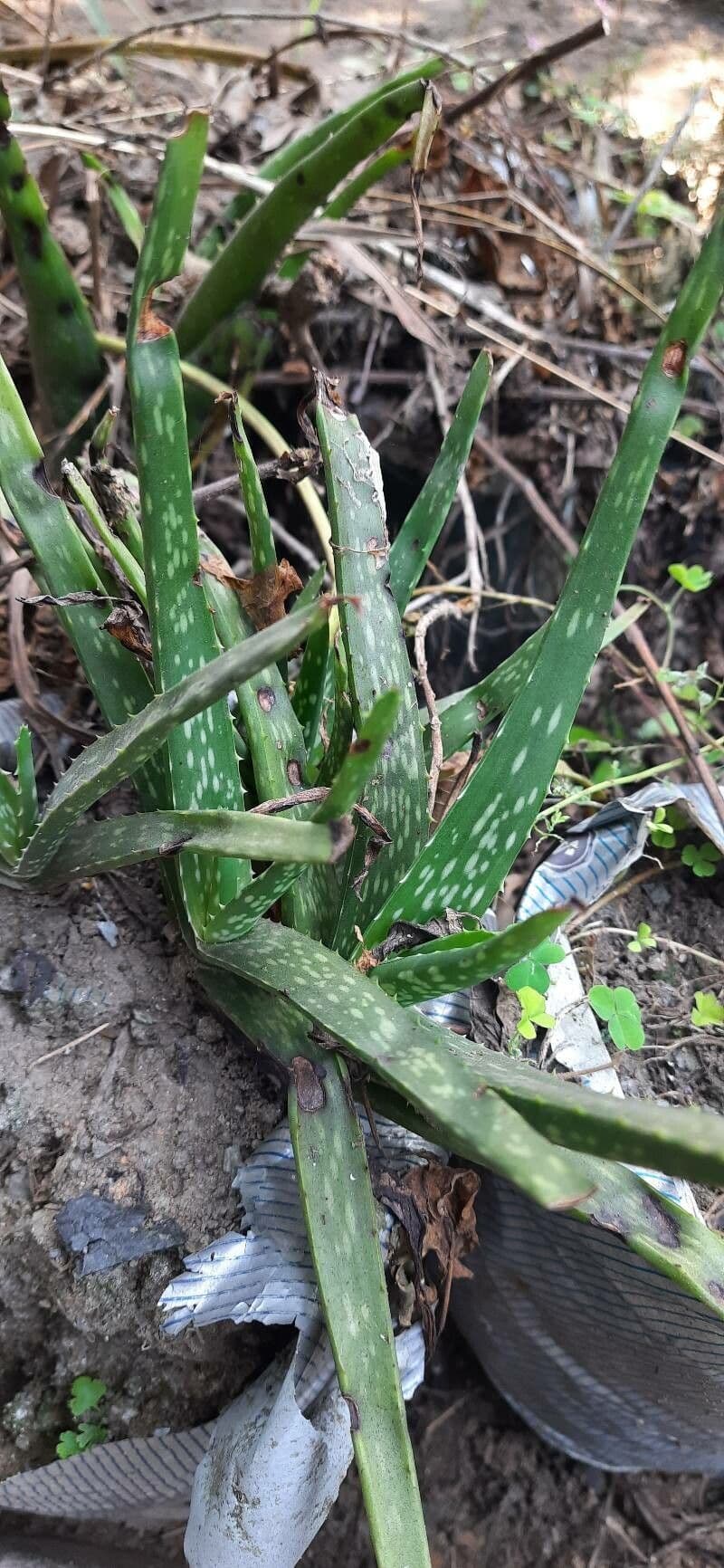 Aloe 11