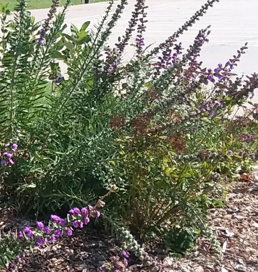 Liatris 13