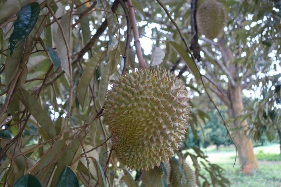 Durian 5