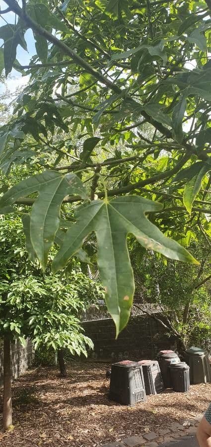 Brachychiton klonolistny 17