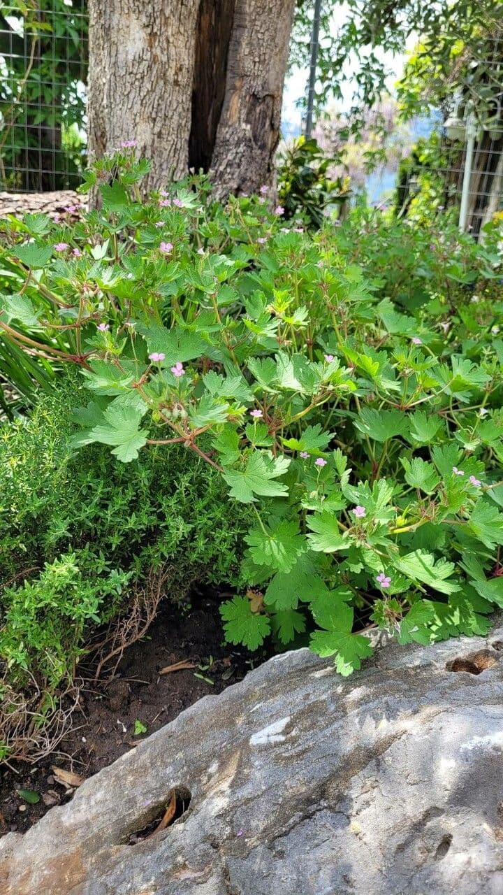 Geranium sibiricum 15