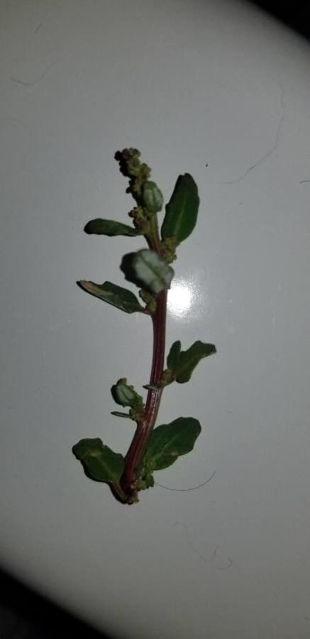 Chénopode glauque 12
