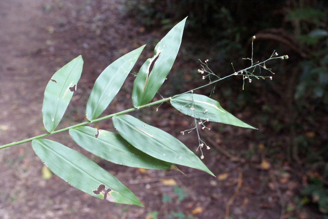 Lasiacis maculata 13