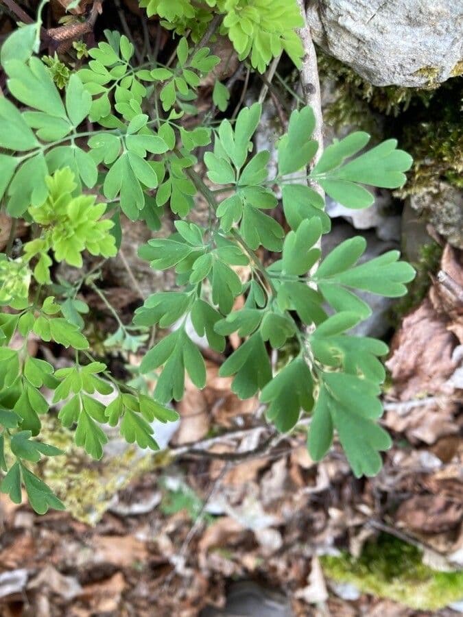 Corydalis blanca 18