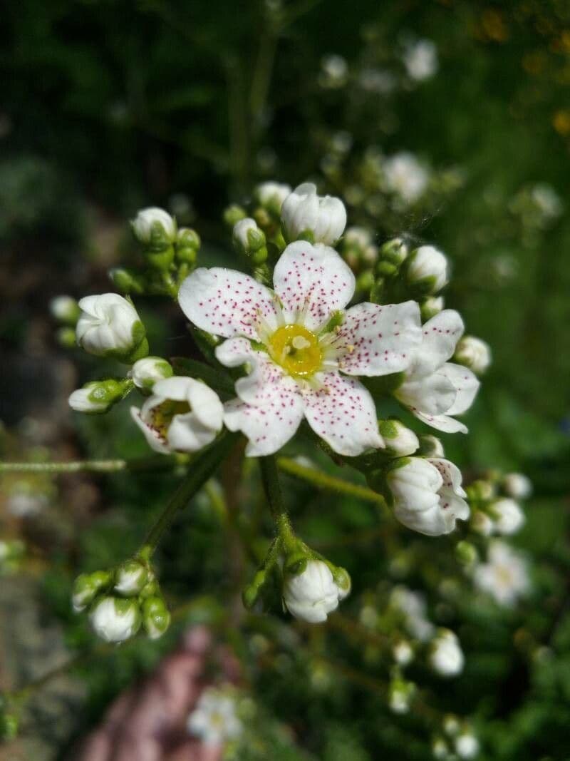 Saxifraga hostii 3