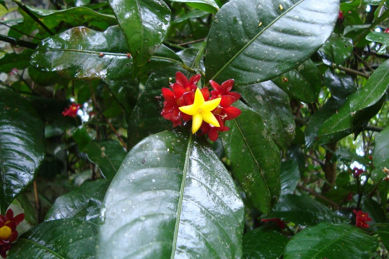 Psychotria 7