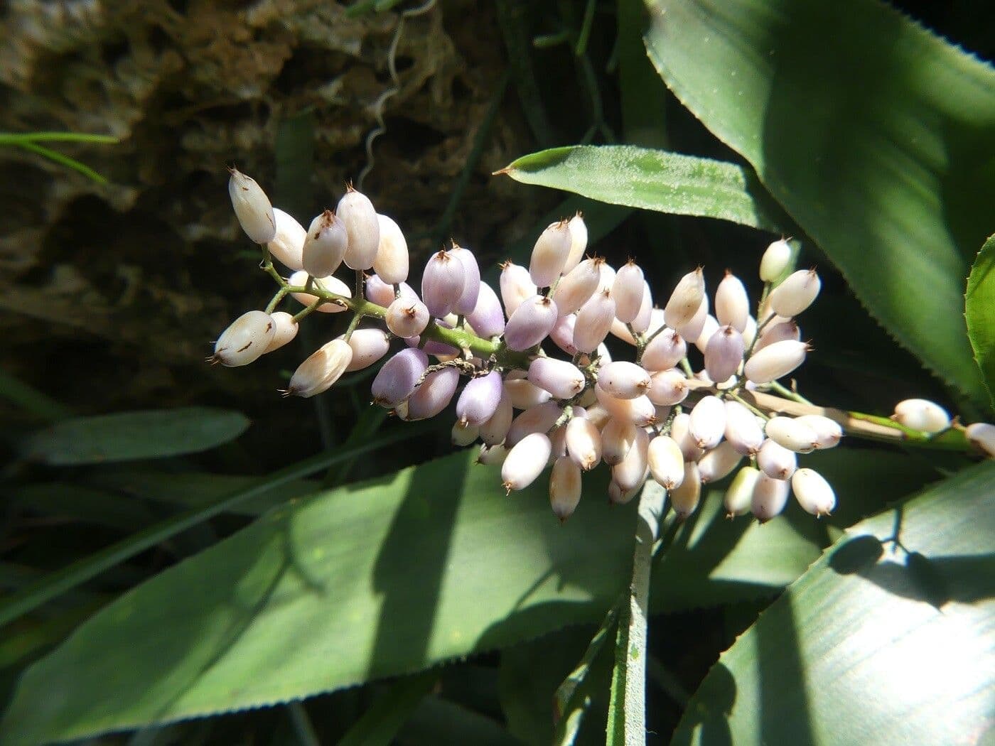 Aechmea 5