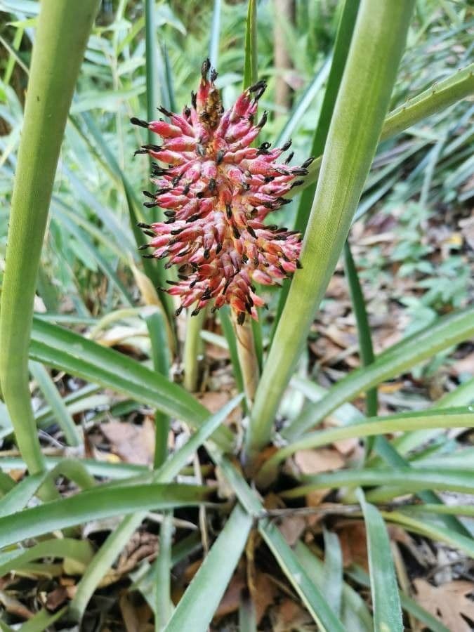 Aechmea
