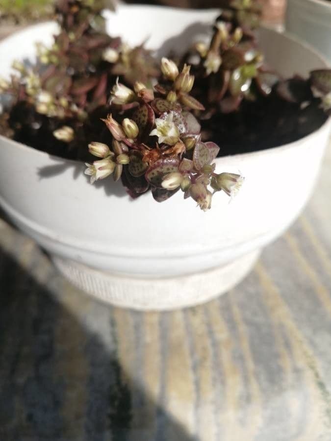 Crassula di Volkens 4