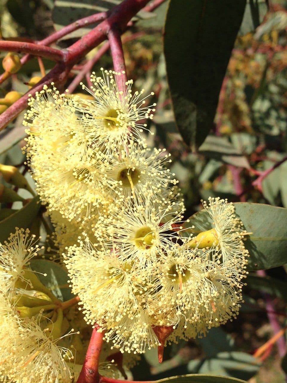 Eukalyptus