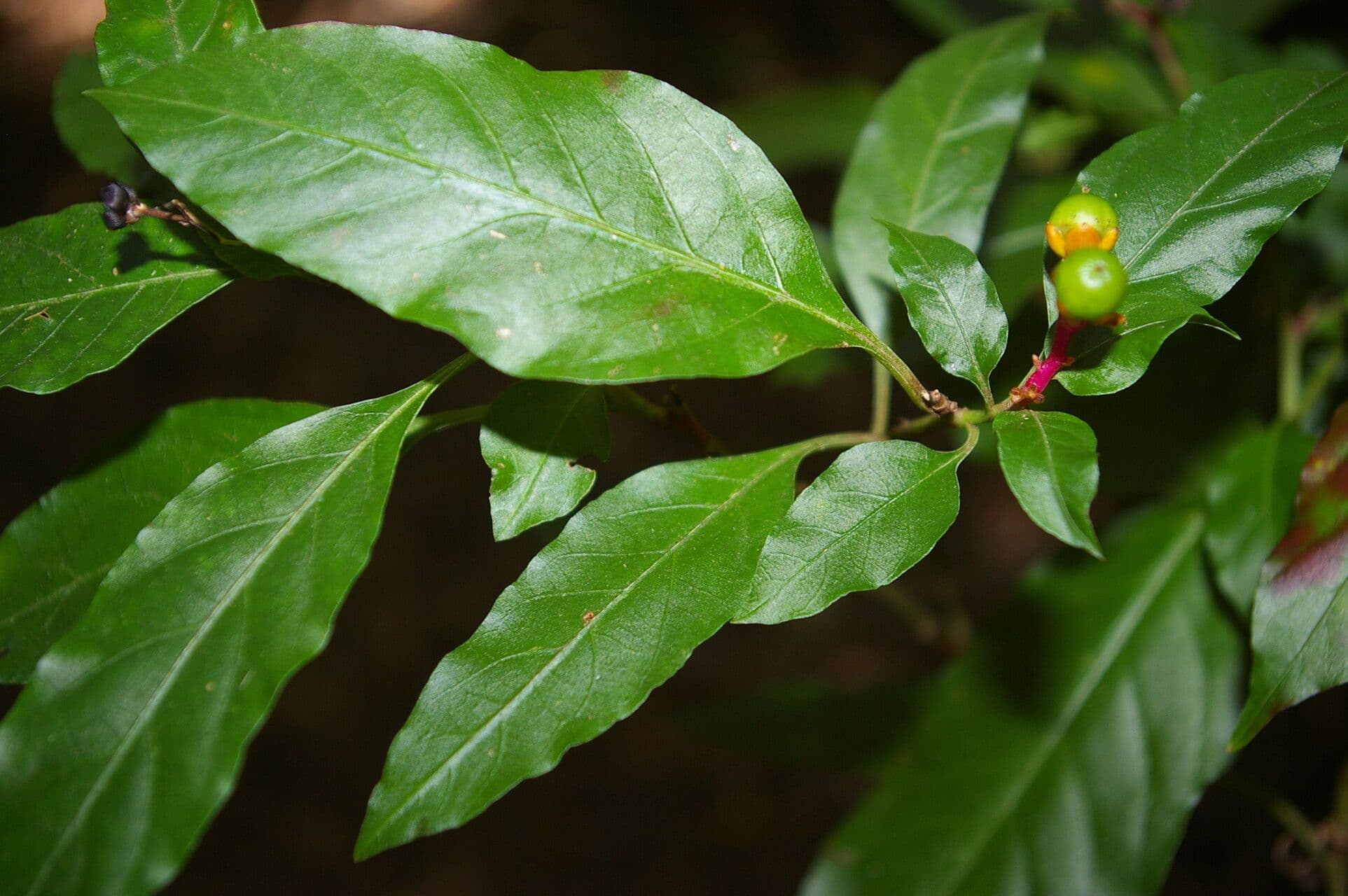 Pleuropetalum 7
