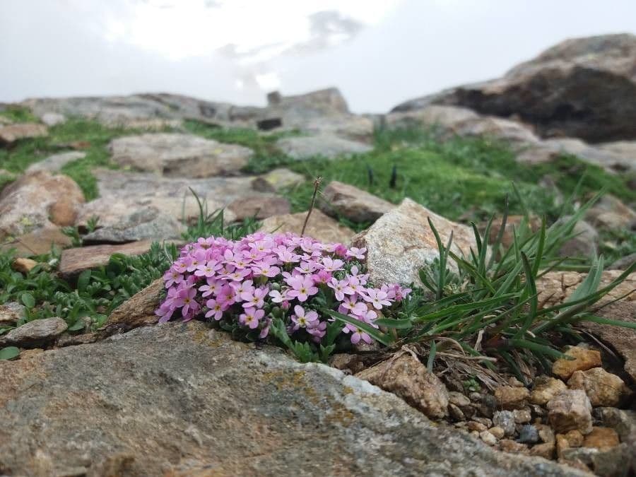 Alpen-Mannsschild