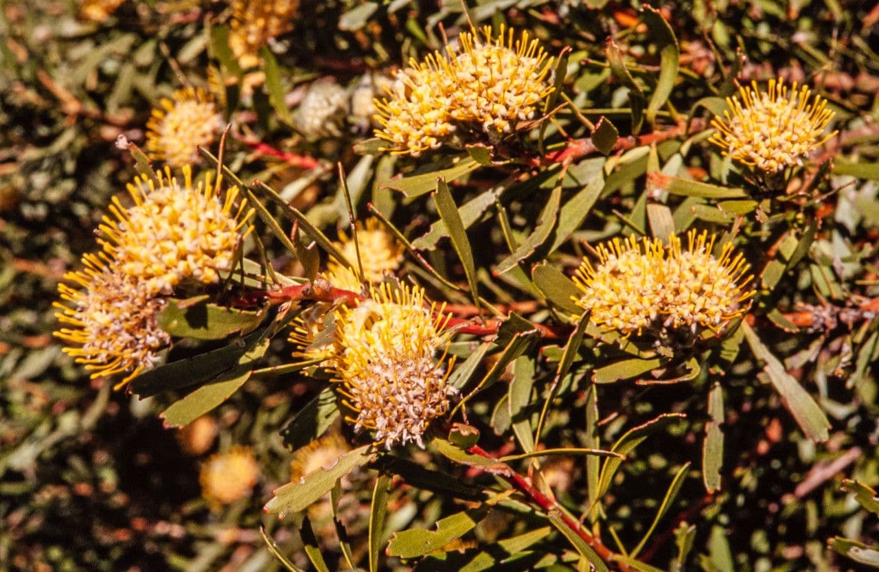 Leucospermum 4
