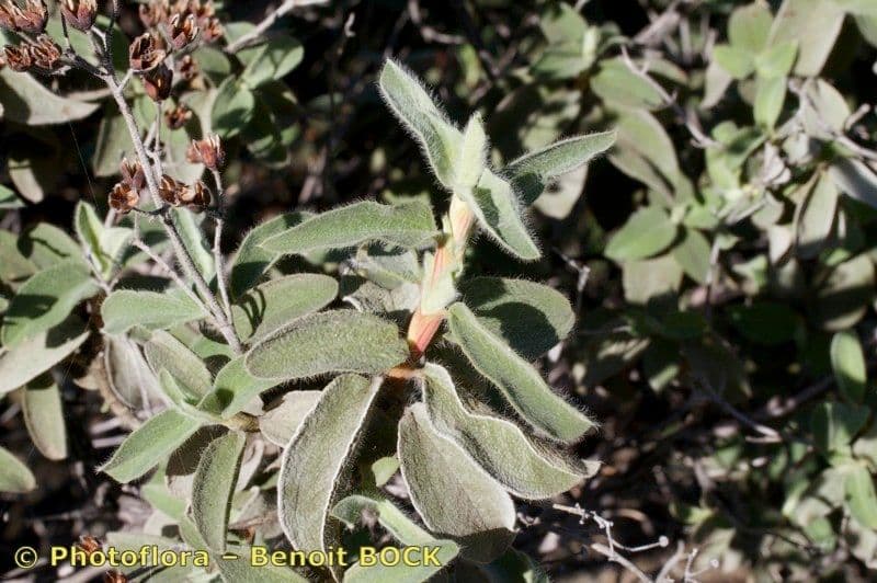 Cistus 23