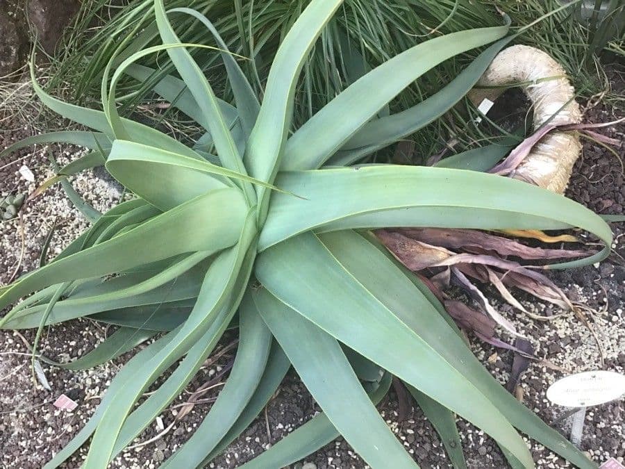 Aloe