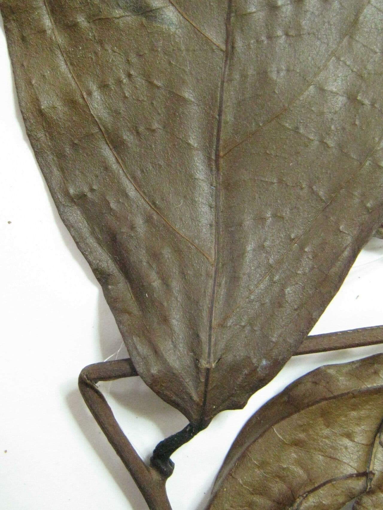 Cordia 2