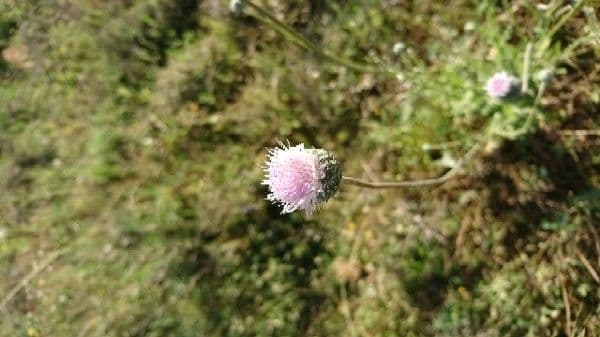 Weißgefleckte Distel 7