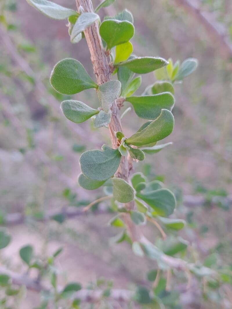 Zygophyllum 14