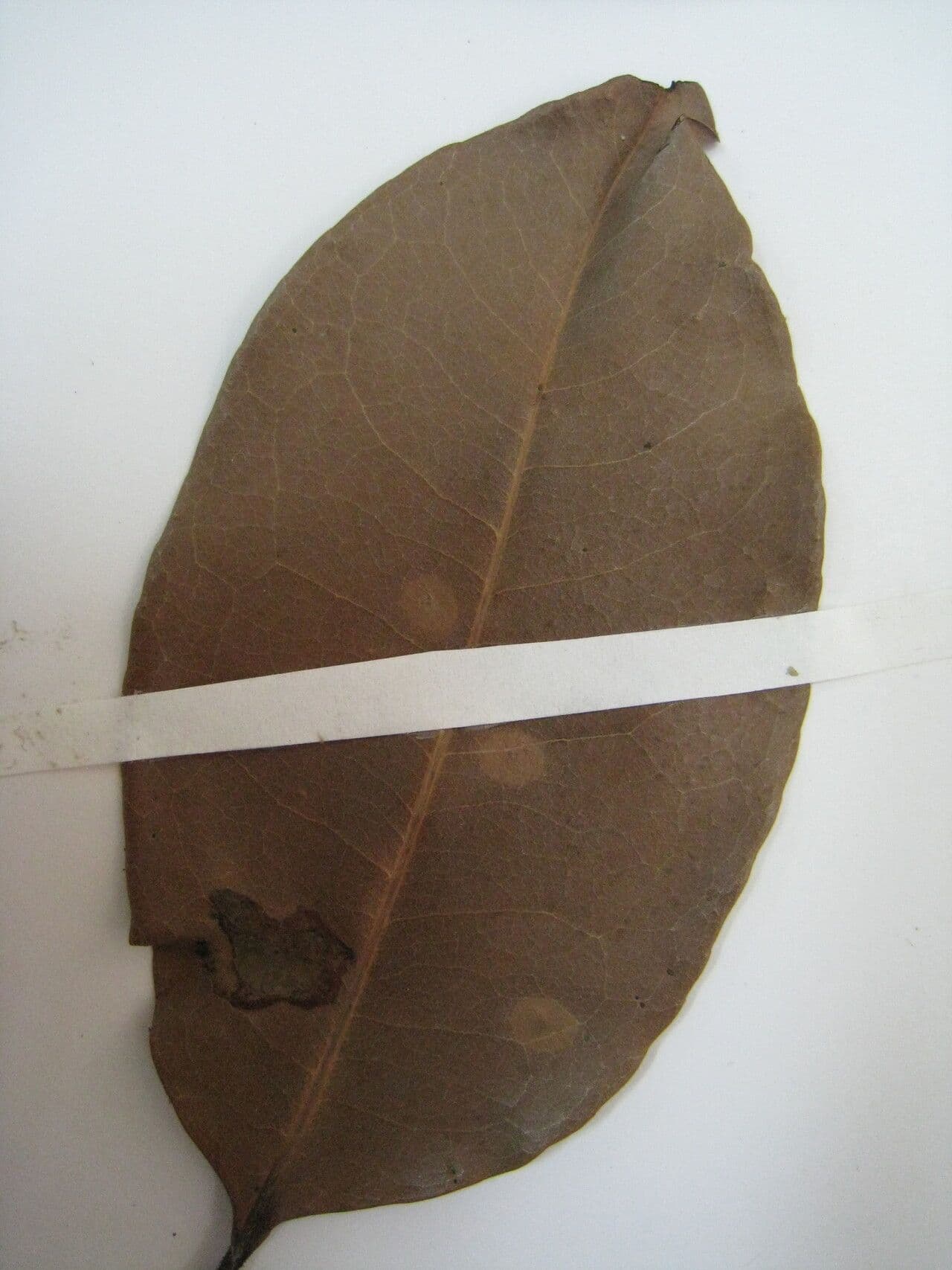 Sacoglottis guayanský 9