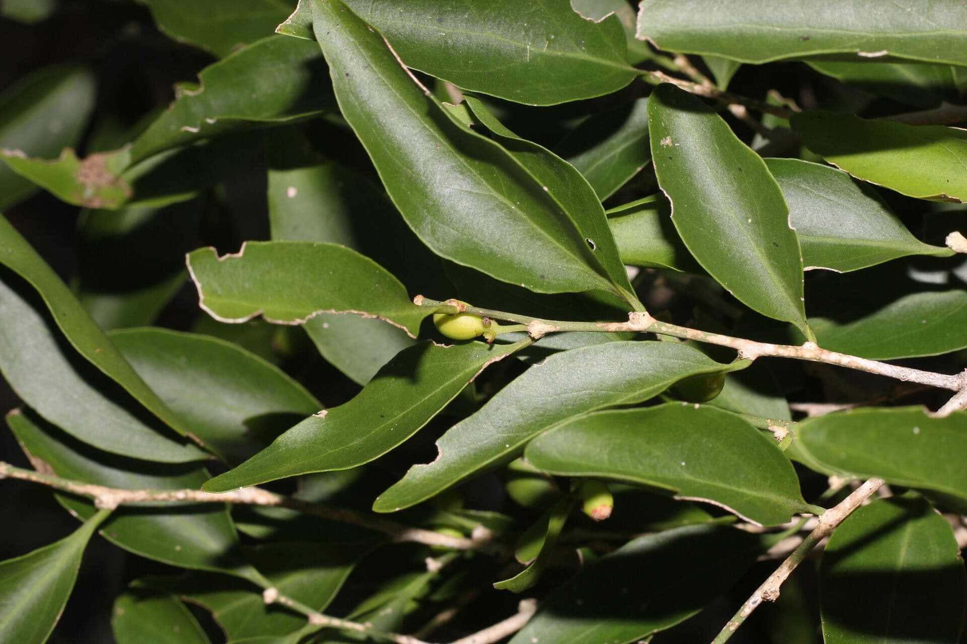 Schoepfia di Schreber 8