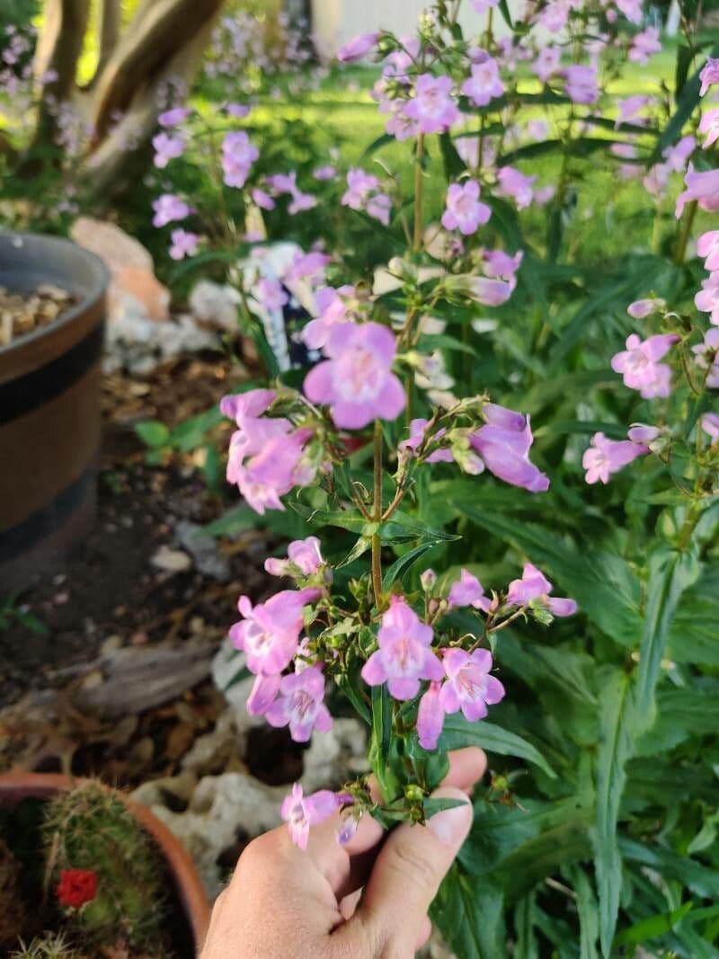 Scharfblättrige Bartblume