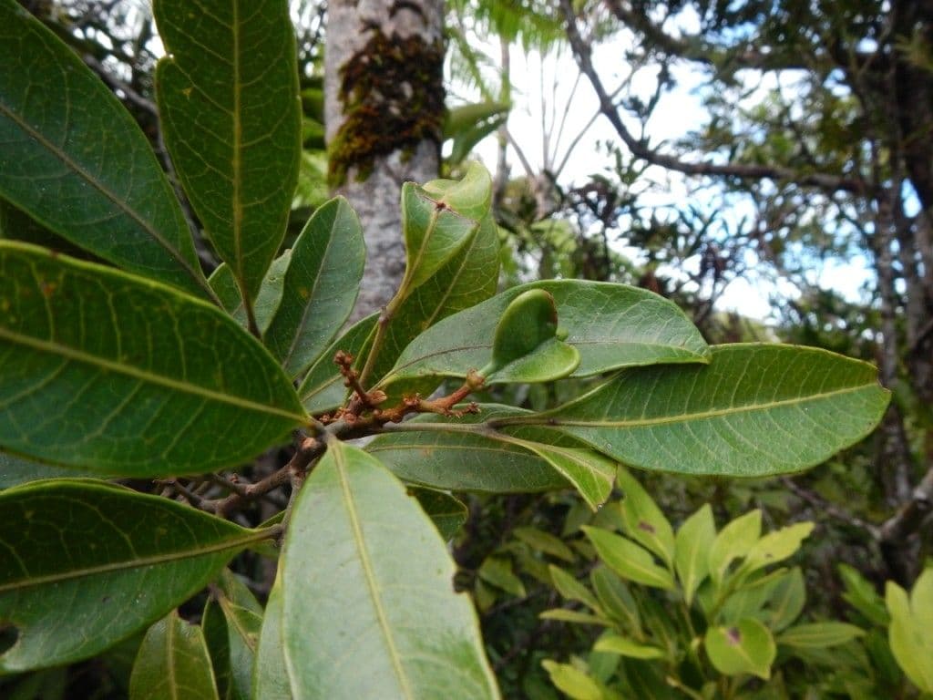 Guioa 5