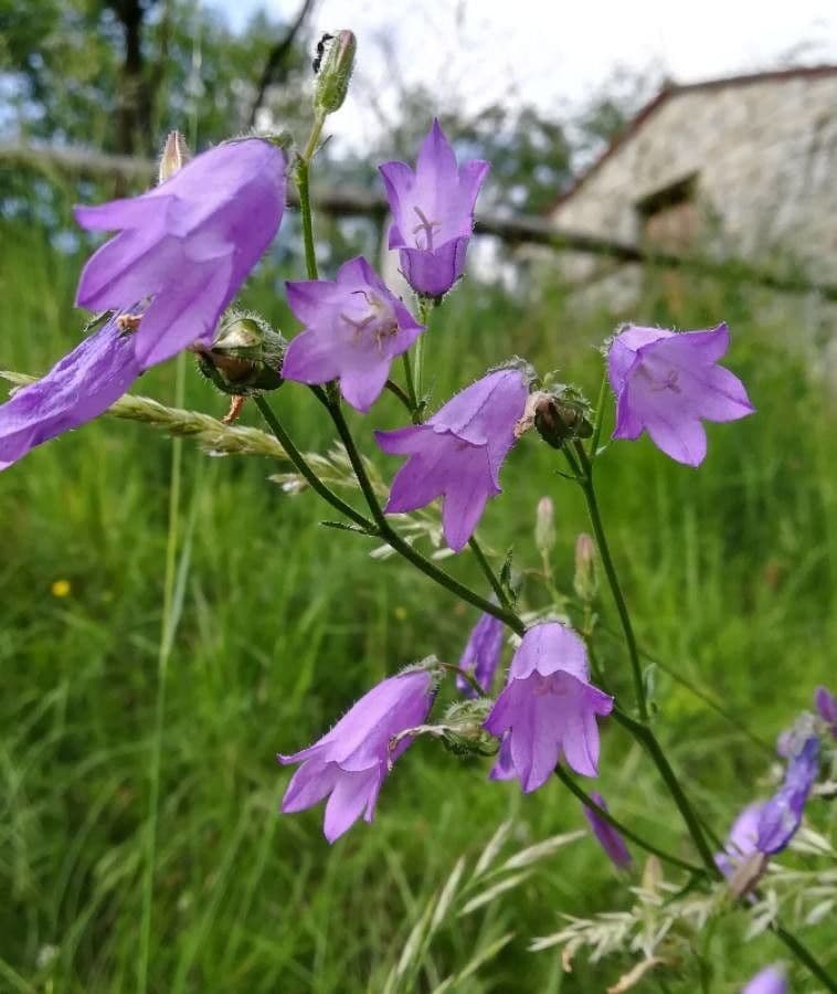 Rundblättrige Glockenblume 9