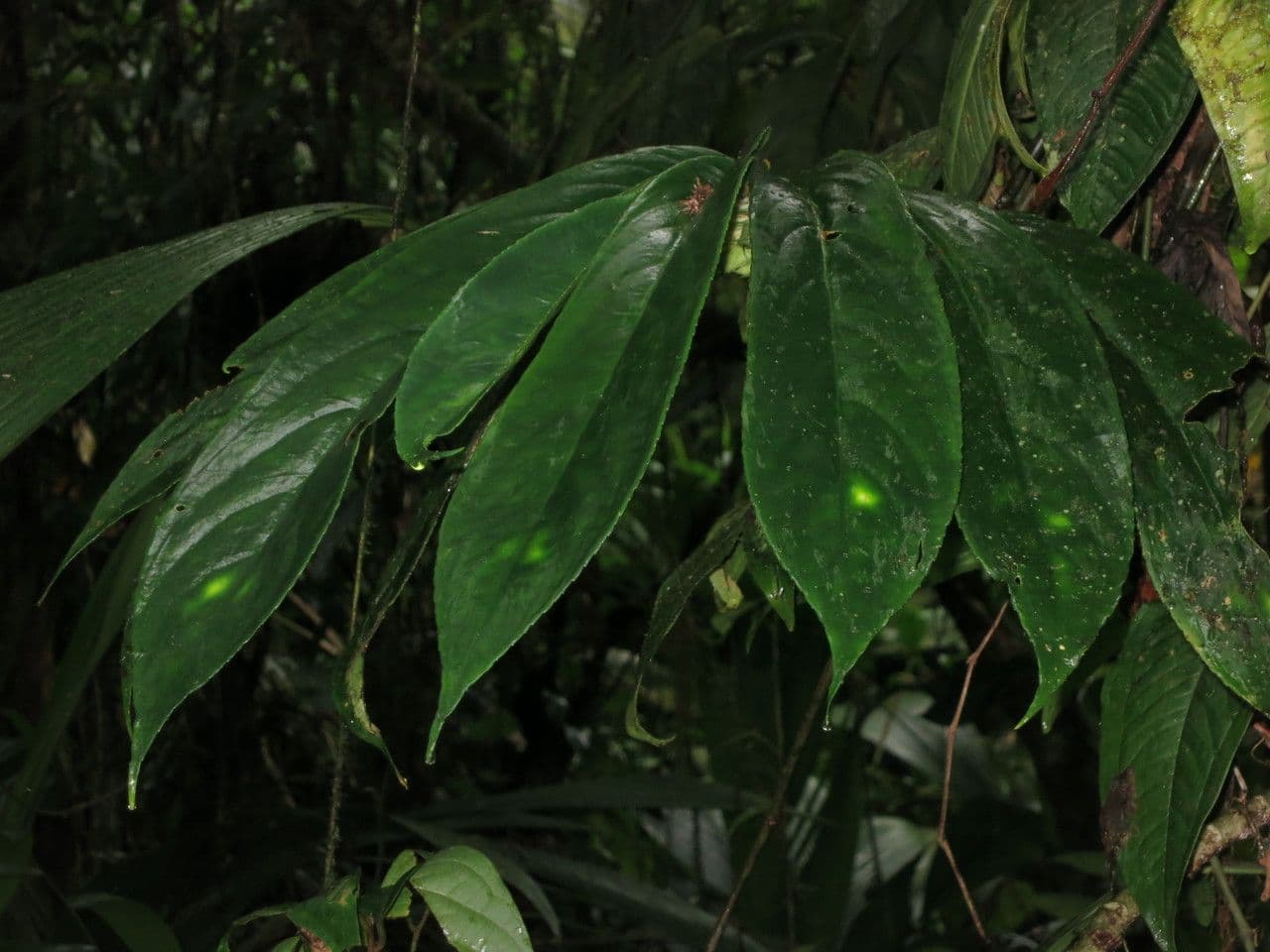 Columnea 19