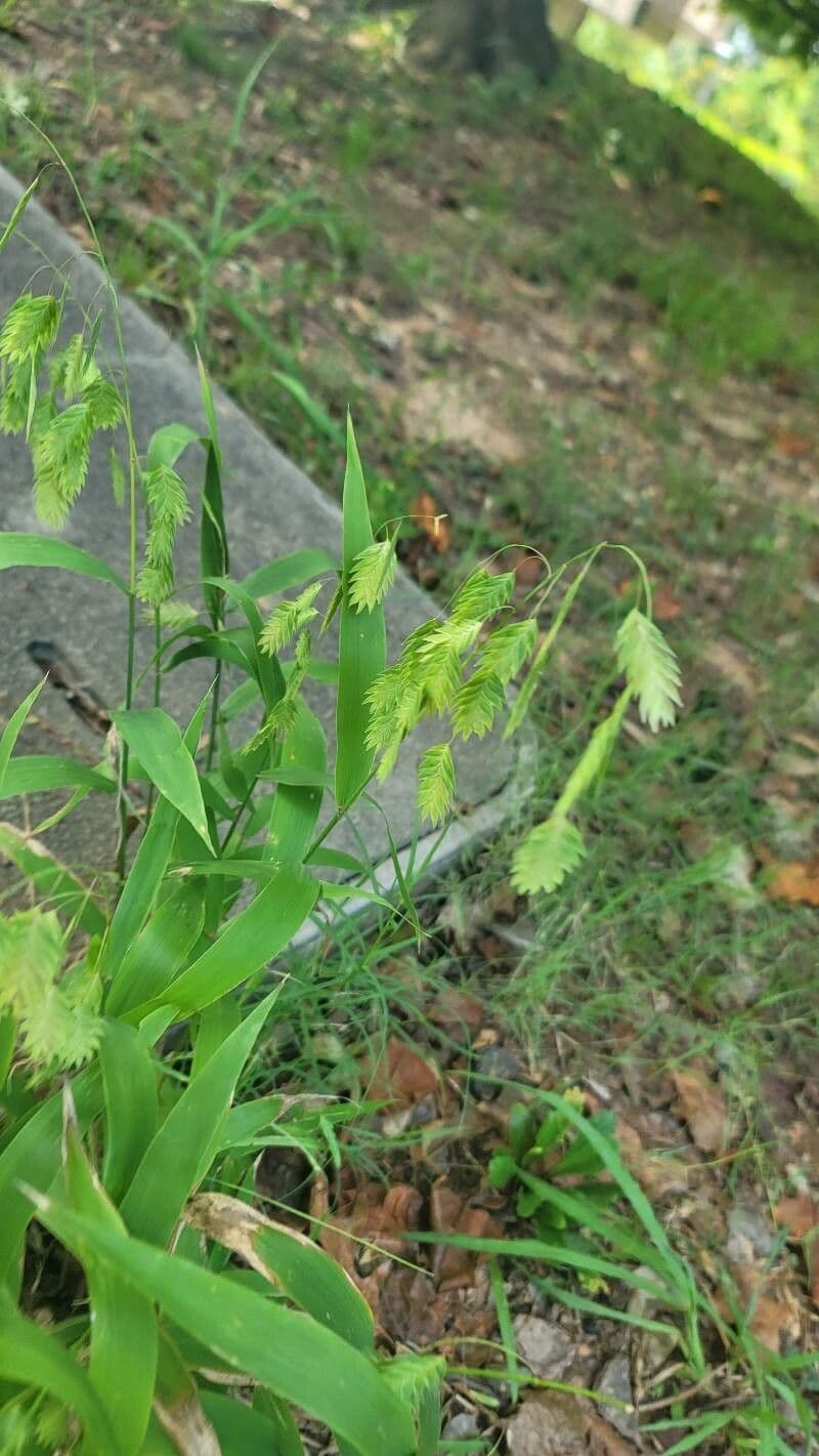 Chasmanthium latifolium 18