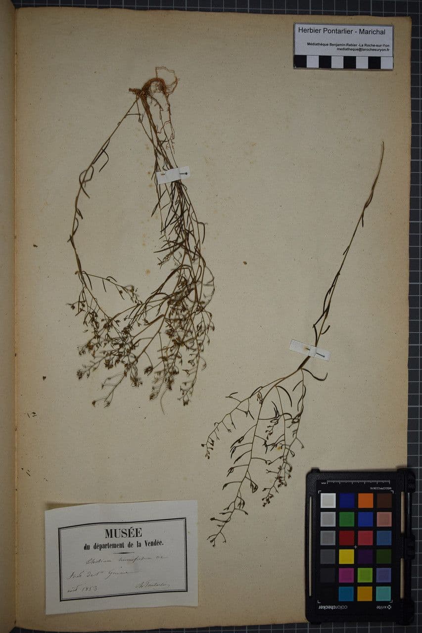 Bastard toadflax 22
