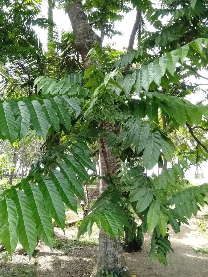 Dysoxylum Gaudichaud 3